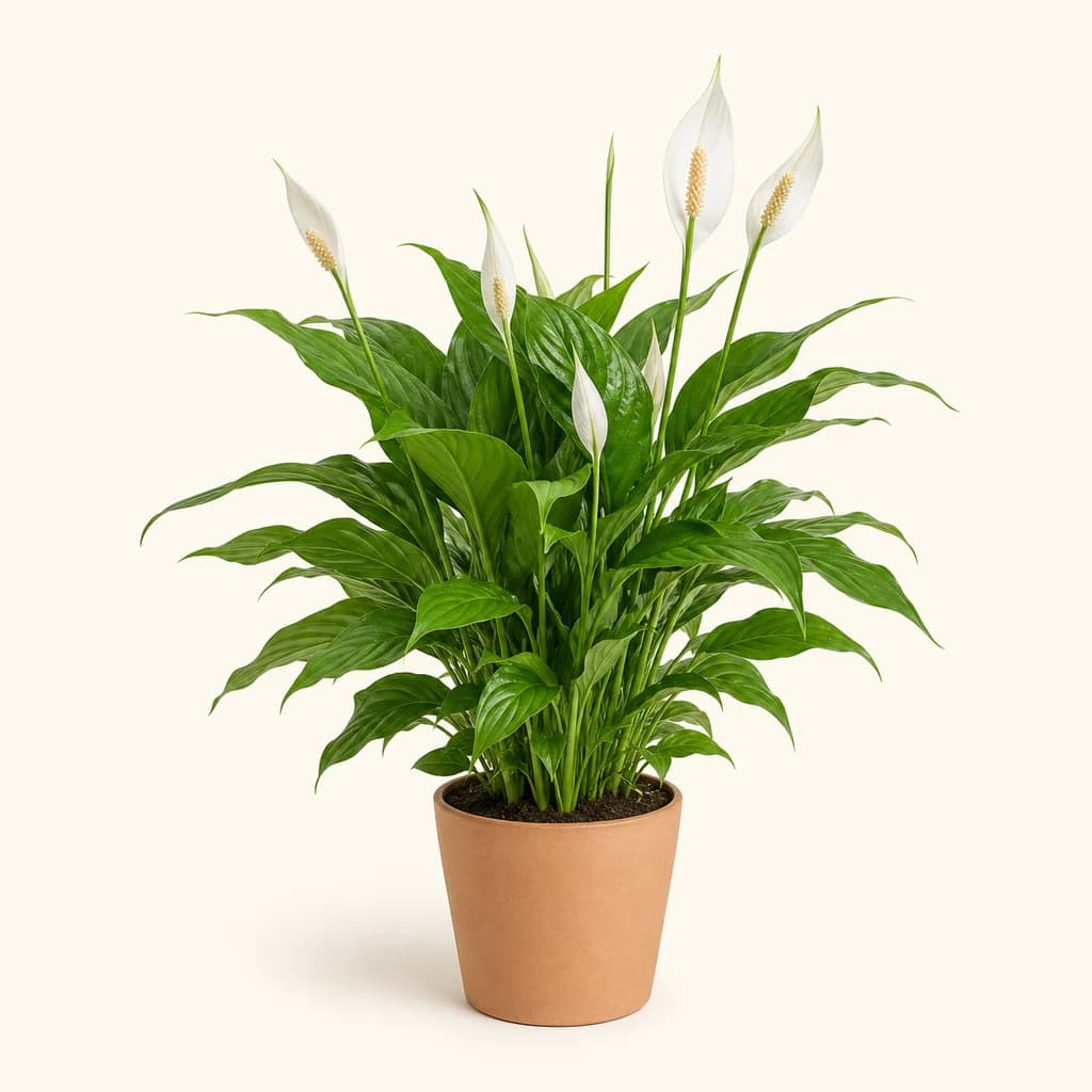 Spathiphyllum Sweet Chico