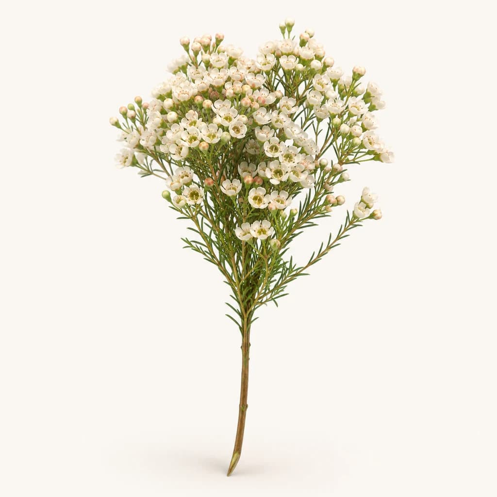 Flor de cera Morning Delight blanca