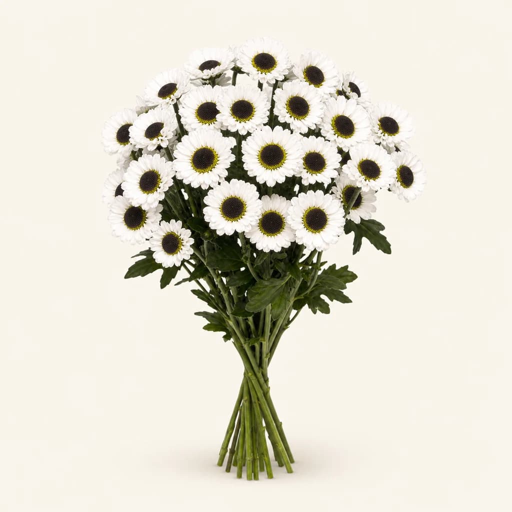 Chrysanthème santini Wynot blanc