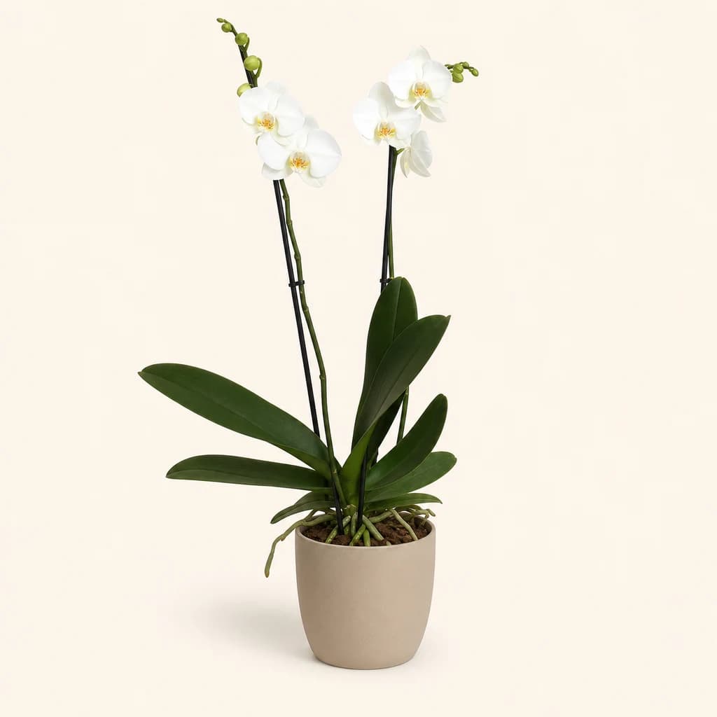 Phalaenopsis Blanche Double Tige