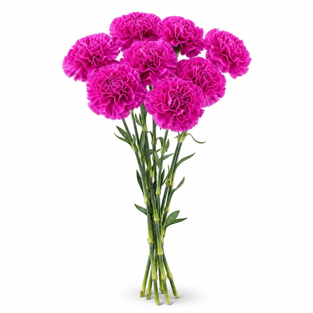 Clavell Farida lavanda