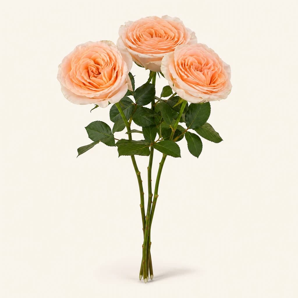 Rose Felicity saumon