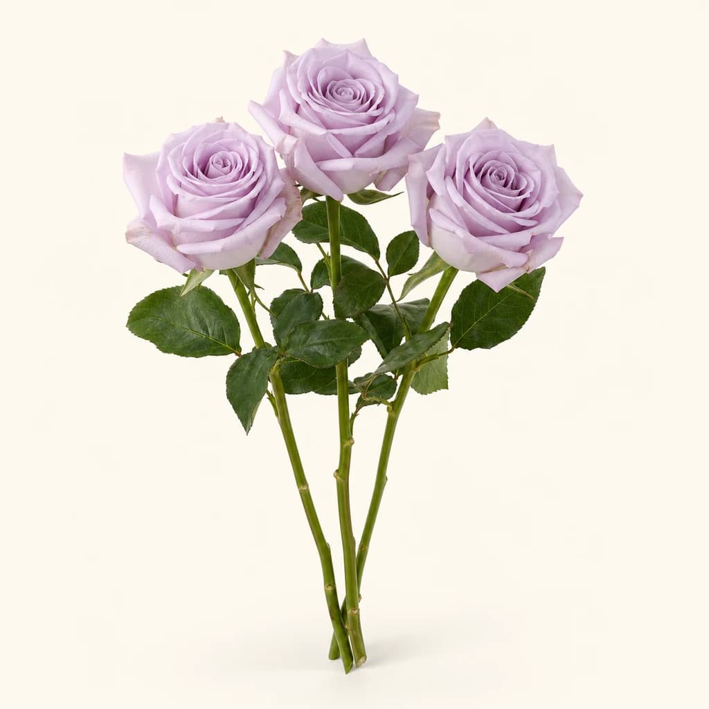 Rosa Ocean Song lavanda