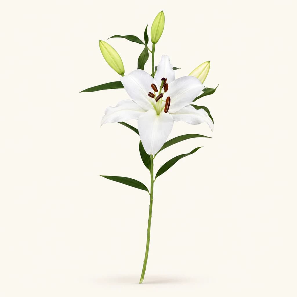 Ramo de 20 Lilium (azucenas) blancas Santander