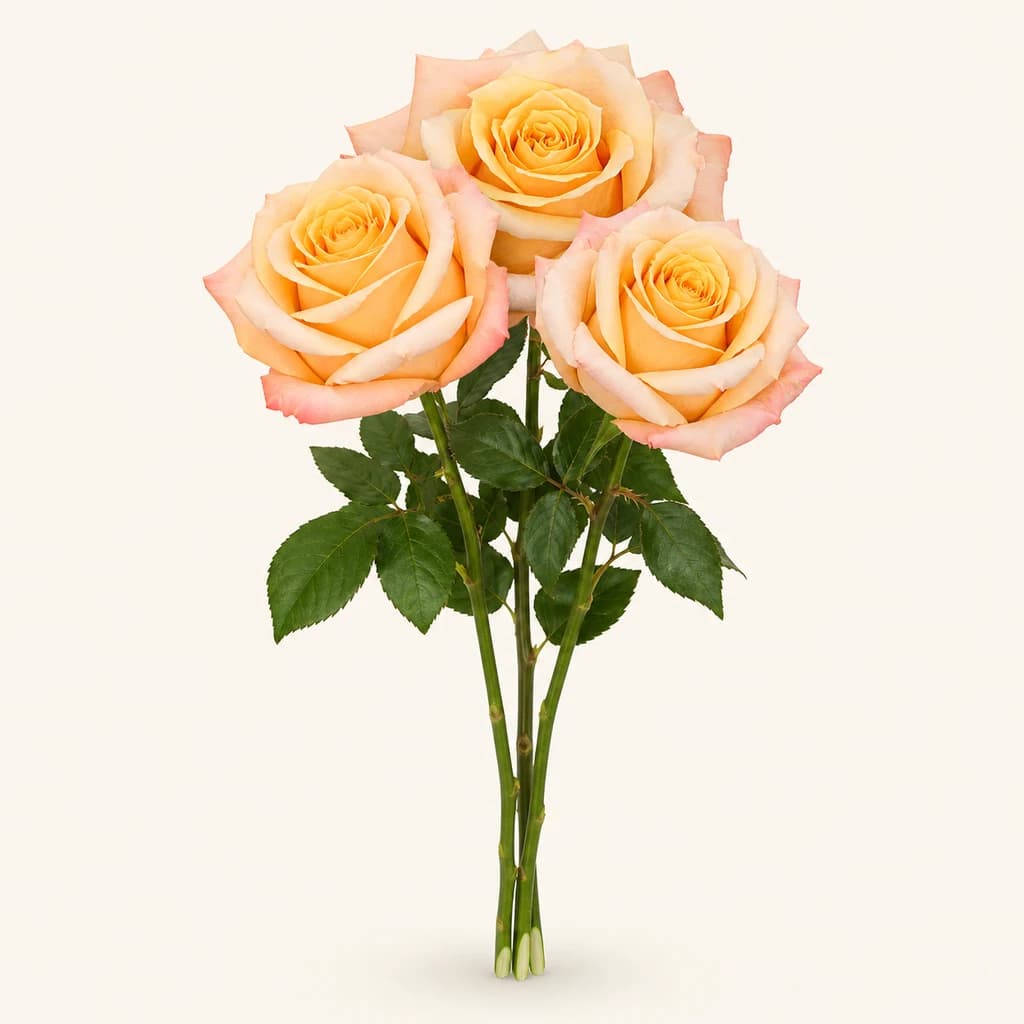 Rosa Shimmer salmón