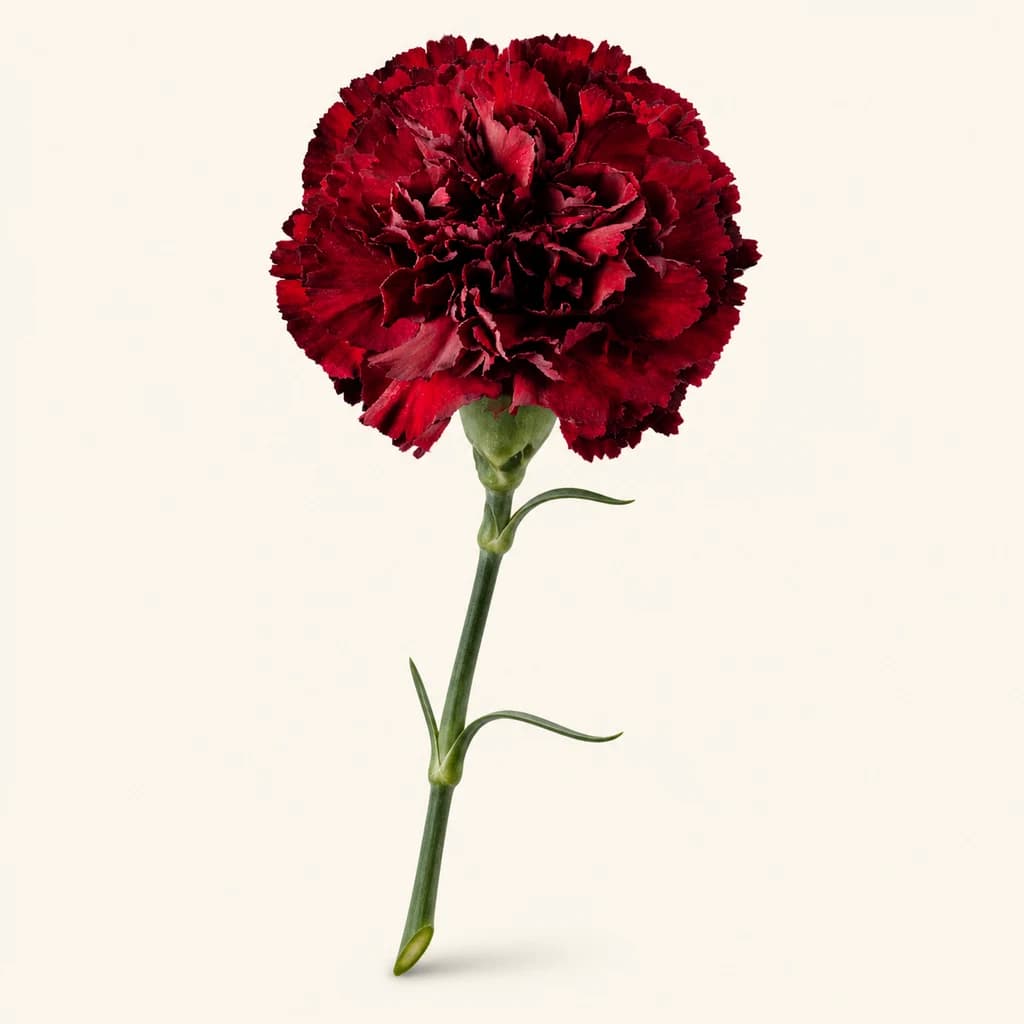 Clavel Zurigo granate