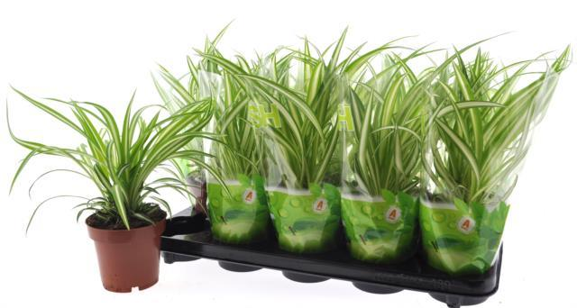 Cintas (Chloroph c.) Variegatum, Planta de 35 cm d'alçada, lot de 20 unitats