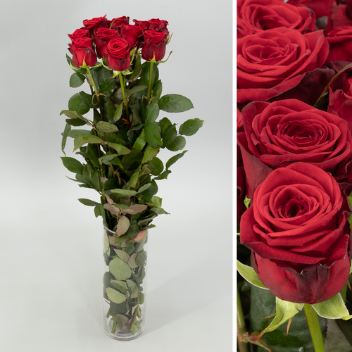 Rosa Red Naomi roja, lote de 10 tallos, Flor fresca de 70 cm de largo