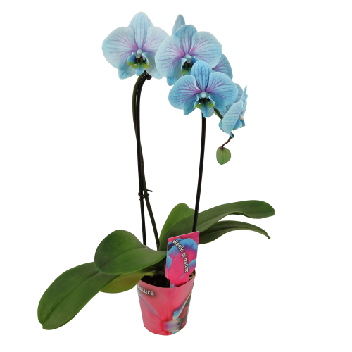 Phalaenopsis tximeleta-orkidea Cascade urdin-arrosa, 1 landare, 40 cm garaiko landarea