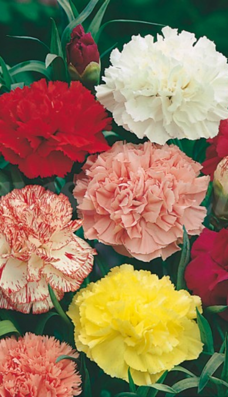 Llavors de clavell Chabaud Mix, lot de 10 unitats (Dianthus caryophyllus), 60 cm, 1 g Mascarell