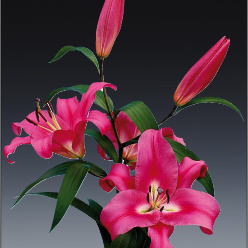 Lirio Oriental rosa, lote de 10 talos, Flor fresca de 85 cm de longo