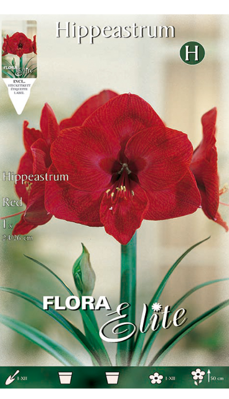 Bulb d'Amaril·li Vermell (Hippeastrum), 1 Unitat, 50 cm