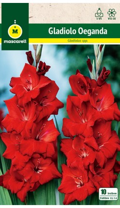 Bulbs de gladiol Oeganda vermell, paquet de 10, 70 cm