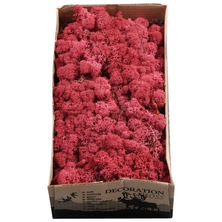 Musgo finlandés preservado · Cereza
