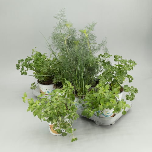 Plantas aromáticas em vasos brancos agrupadas numa bandeja clara, com folhagem verde de formas variadas.
