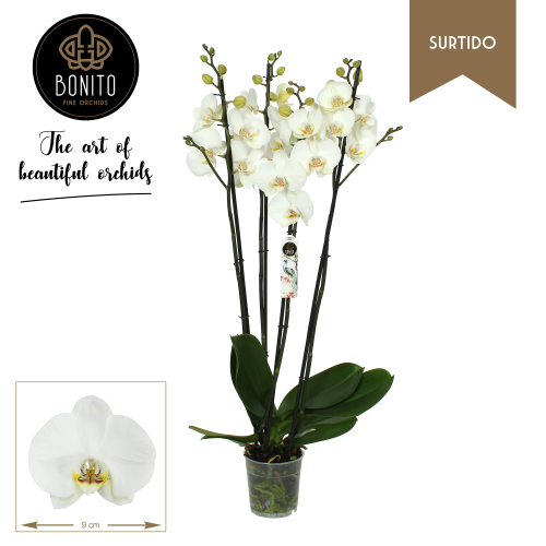 Phalaenopsis 4T Silhouette, 70 cm garaiko landarea