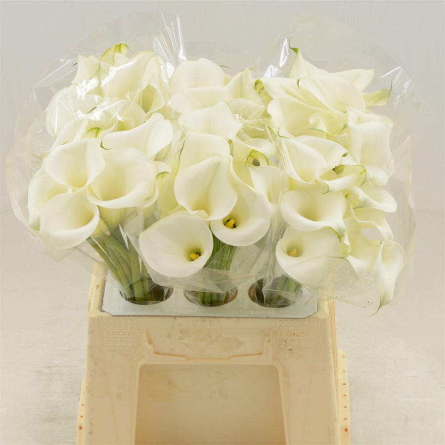 Cala Pure Art, Fleur fraîche de 60-80 cm de long, bouquet de 10 tiges