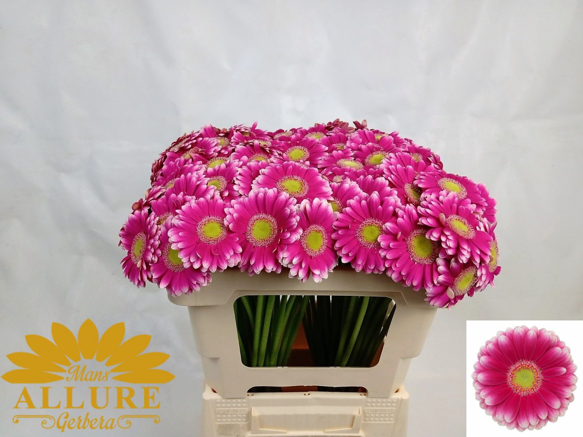 20 Gerbera Mini Lauda Zuri eta Arrosa Sorta, 50 cm luzeko lore freskoa, 20 zurtoineko sorta