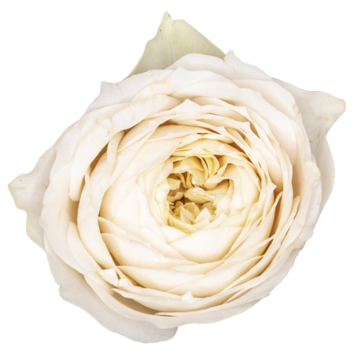 Bouquet de 10 Roses de Jardin Shade of Beige, Fleur fraîche de 40 cm de long, 10 tiges