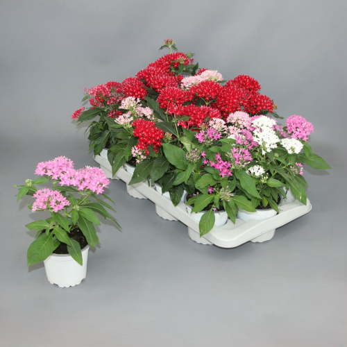 Pentas lanceolata, Plante de 25 cm de haut, lot de 12 unités
