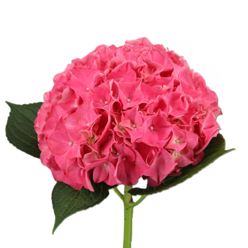 Caixa de 20 Hortênsias Fúcsia para Eventos, Flor fresca de 60 cm de comprimento, ramo de 20 hastes