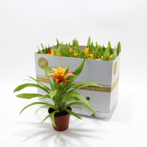 Guzmania Flava, Planta, 9 o 11 unitats de 30 cm