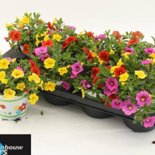 Calibrachoa Cabaret Candyhouse, Planta de 20 cm d'alçada, lot de 8 unitats