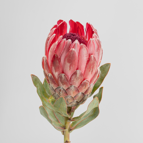 Protea Sharon roja, 5 tallos, Flor fresca de 50 cm de largo