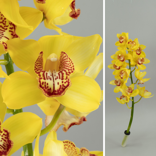 Orquídea Cymbidium Monica amarela, Flor fresca de 60 cm de comprimento