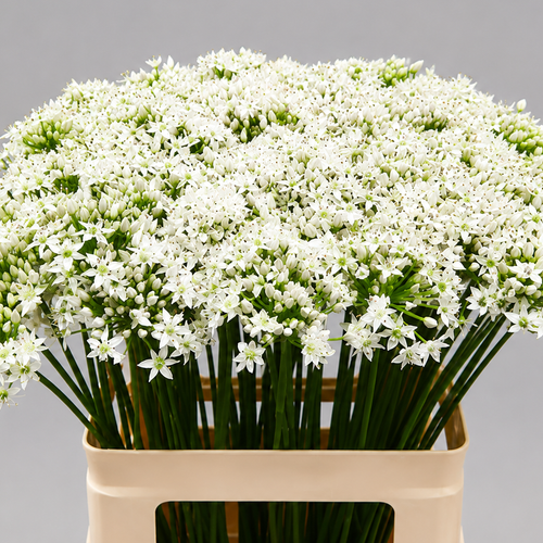 Allium Tuberosum, Lore freskoa, 45-60 cm-ko 10 edo 30 unitate
