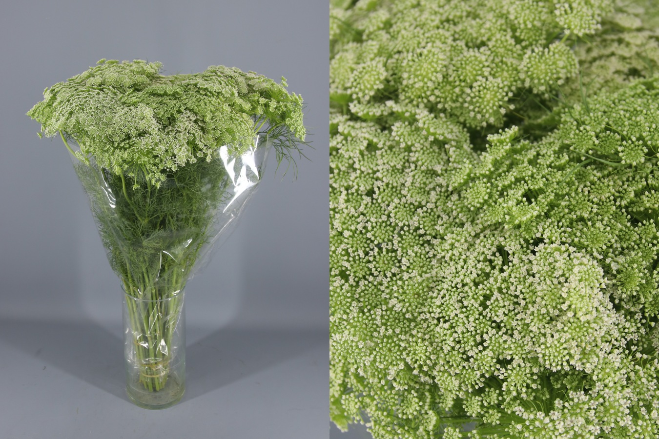 Ramat d'Ammi visnaga en tons verd clar i blanc verdós, amb tiges fines, col·locat en un gerro de vidre transparent.