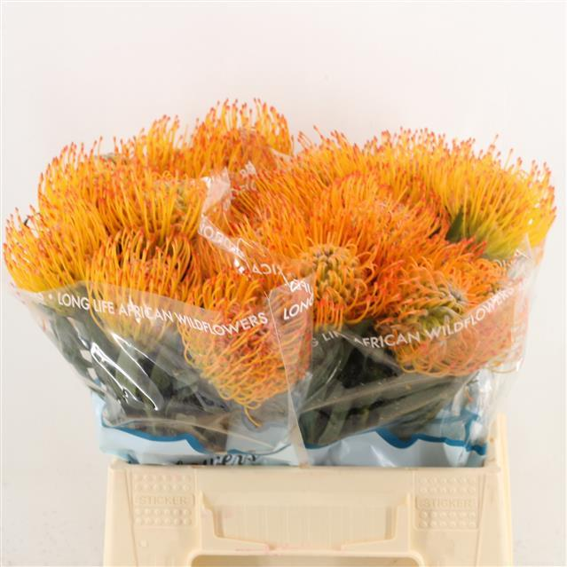 Leucospermum Ayoba Sun naranja, 10 tallos, Flor fresca de 30-35 cm de largo