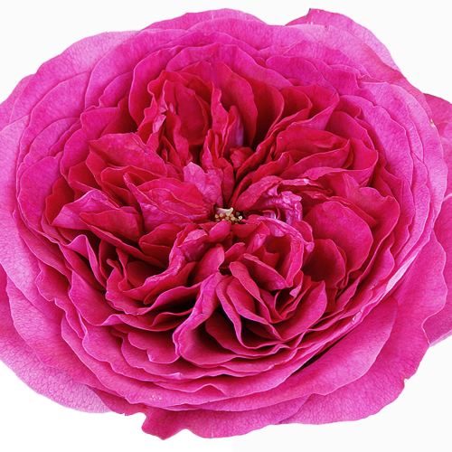 Rosas de jardim fúcsia Capability David Austin, 12 hastes, Flor fresca de 40 cm de comprimento