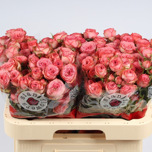 Rosa Spray Hawi Jardín color rosada, Flor fresca de 60 cm de longo