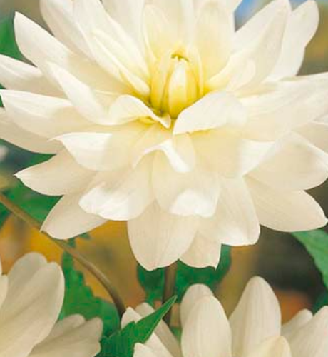 Bulb de Dàlia Le Castle Blanca, 1 unitat, 80 cm