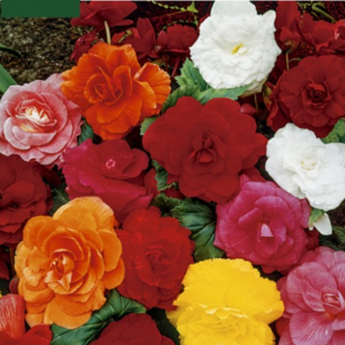 Begonias dobles en floración con pétalos rojos, naranjas, blancos, rosas y amarillos entre hojas verdes.