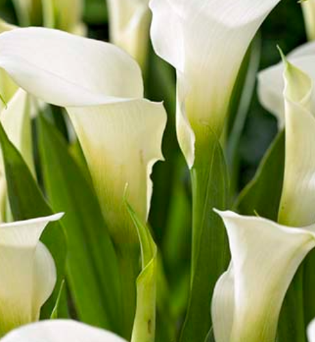 1 bulb de cala clapejada (Zantedeschia albomaculata) de color blanc, 35 cm