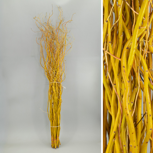Salix Golden Curls, 130 cm, bouquet de 50 tiges