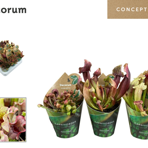 Planta Carnívora Sarracenia Mix, Planta de 20 cm d'alçada, lot de 8 unitats