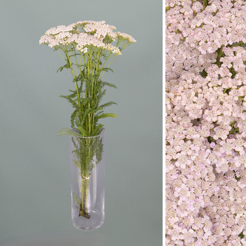 Ramo de 10 Aquileias Pink Lady Rosa Claro, Flor fresca de 60 cm de comprimento, 10 hastes