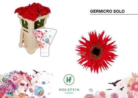 Gerbera mini Solo roja, lote de 20 tallos