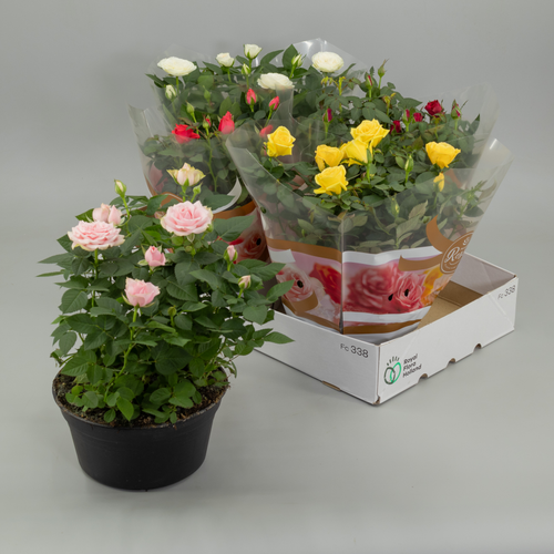 Rosal Favourite Mix, Plante, 4 ou 12 unités de 25-30 cm