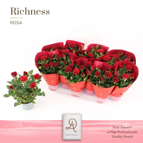 Roseira vermelha Amorosa, lote de 12 plantas, Planta de 25 cm de altura