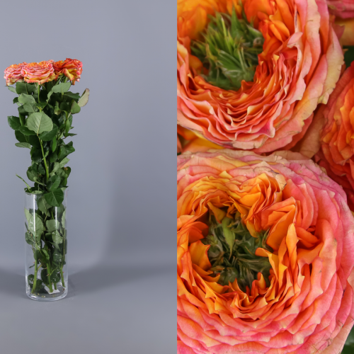 Ramo de 10 rosas de jardim Green Island Samoa laranja 50 cm, Flor fresca, 10 hastes