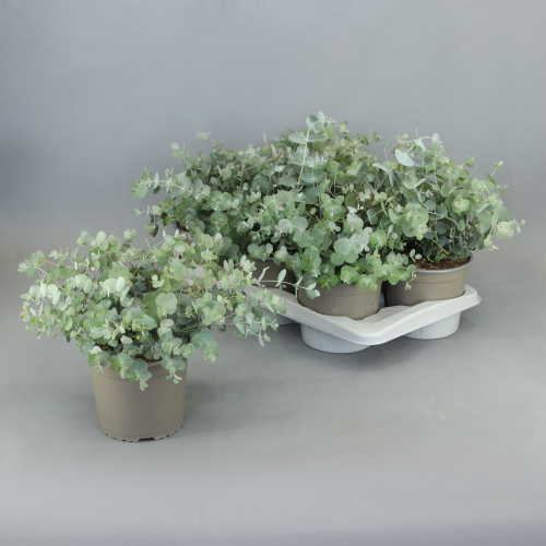 Eucalyptus cinerea (Silver Dollar eukaliptoa), 6 landareko lotea, 30 cm garaiko landarea
