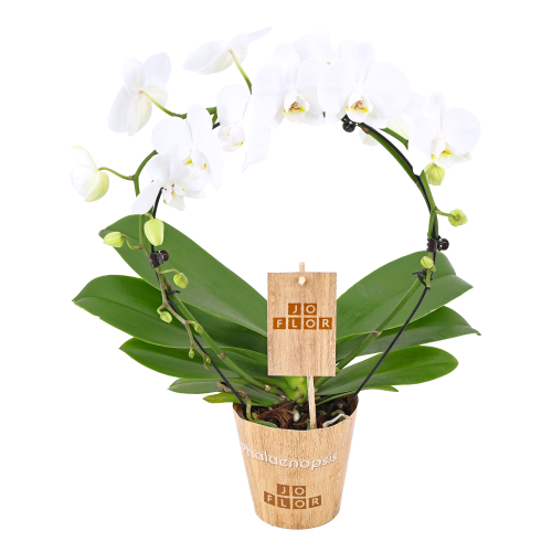 Orquídea Phalaenopsis Blanca en Arco