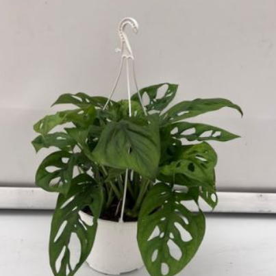 Monstera Monkey Mask colgante, 1 planta
