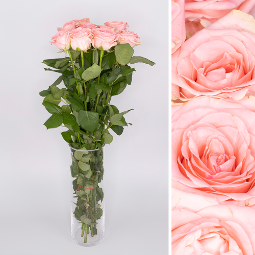 Ramo de 30 rosas Sophia Loren rosas de 60 cm de talo, Flor fresca, 30 talos