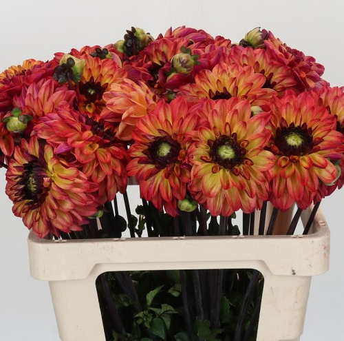 Dalias naranjas Ding a Dong, lote de 40 tallos, Flor fresca de 50 cm de largo