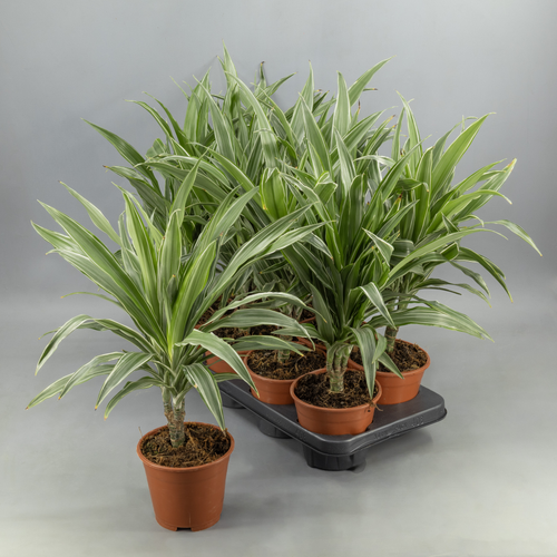 Pack de 2 Dracaena Warneckei (drácena raiada) 50 cm, Planta